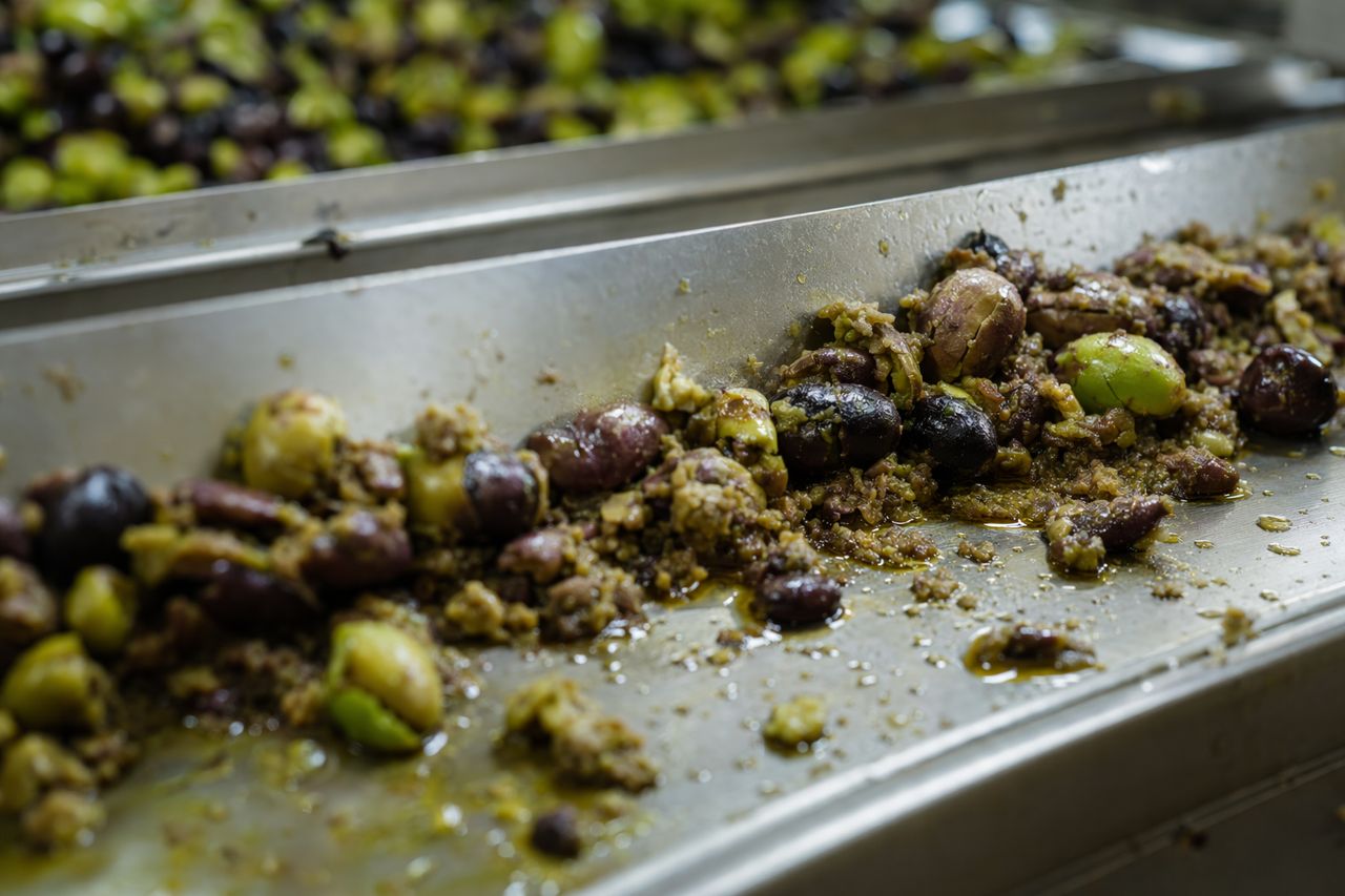 Olive Paste Enzyme Treatment for Malaxation | Olivanta