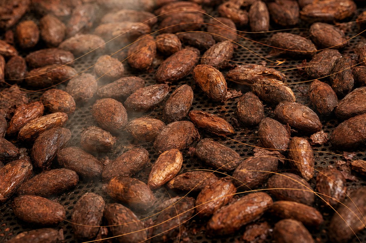 Enzyme Supplier for Cocoa Processing: Drying After Fermentation