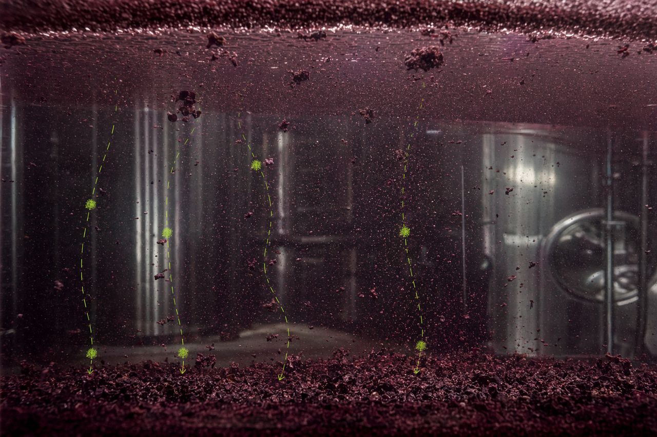Clarification Before Crossflow: Red Wine Readiness Signals