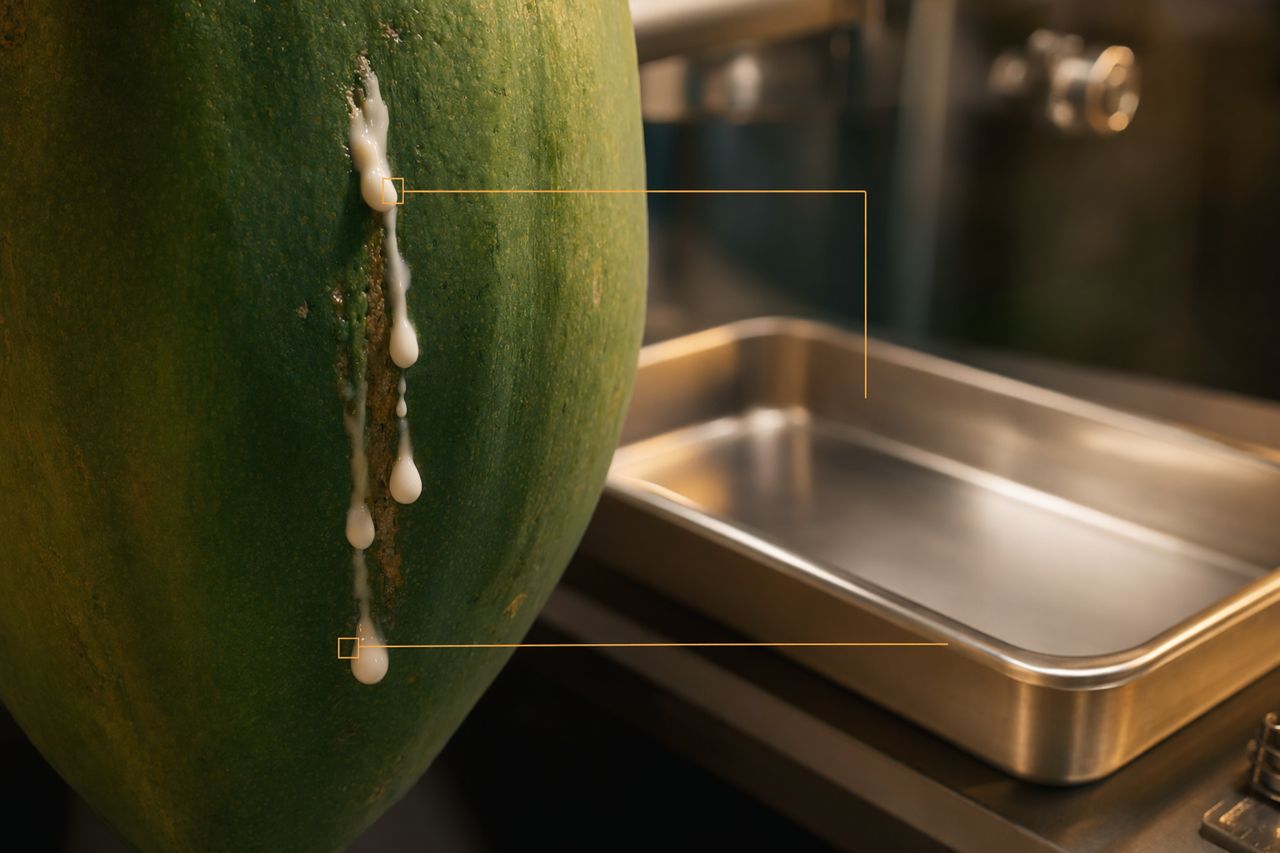 Common Industrial Uses of Papain for Food, Beverage, Leather, and Protein Processing