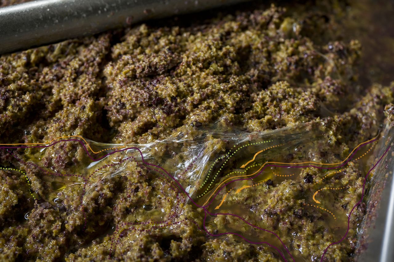 Pectinase for Olive Paste and Plant Oil Extraction Support